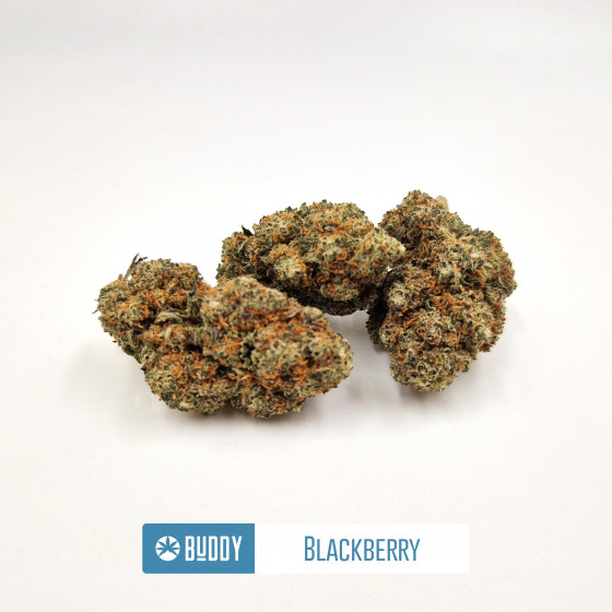 Blackberry - Greenhouse