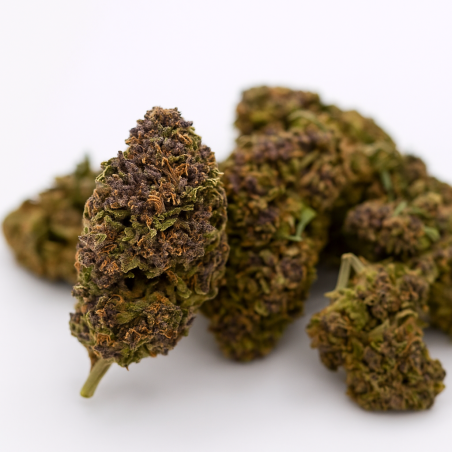 HAZE - Greenhouse - 317 BB