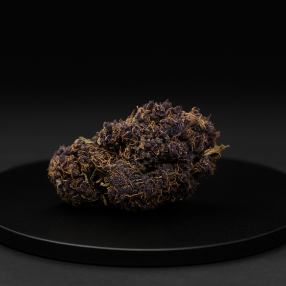 Purple Haze - Greenhouse - 199