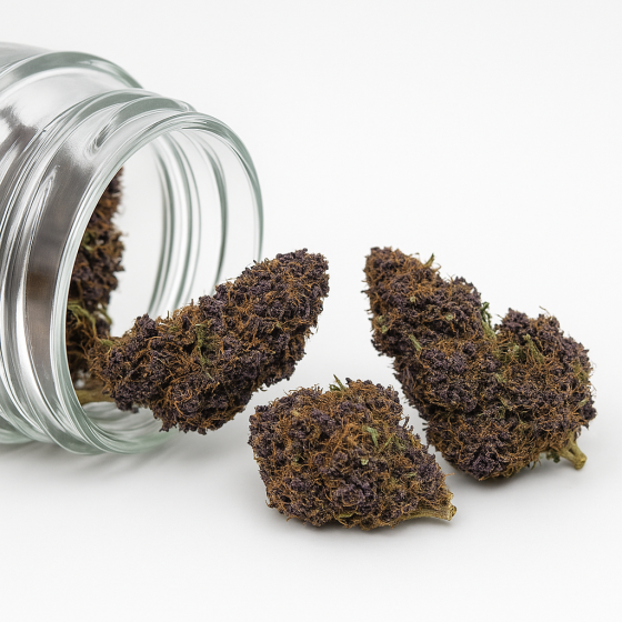 Purple Haze - Greenhouse - 199