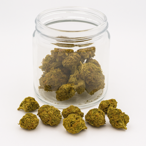 Lemon Popcorn  - Greenhouse - 331