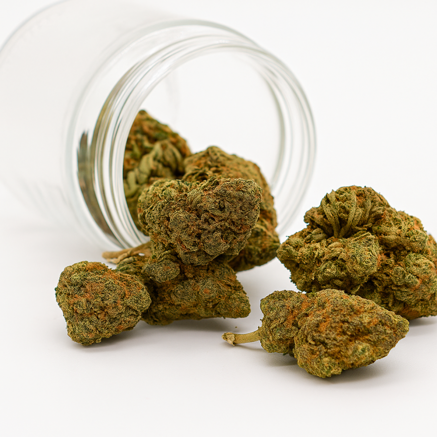 Purple Blueberry Muffin - Indoor - 236