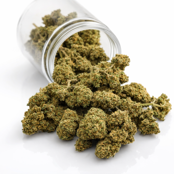 Gelato  - Greenhouse - 372